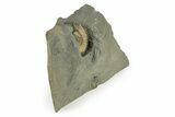 Jurassic Ammonite (Xipheroceras) Fossil - Dorset, England #243468-2